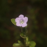 Ruellia patula Jacq.